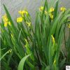 批發(fā)水生植物 黃菖蒲水生花卉菖蒲苗 黃花鳶尾