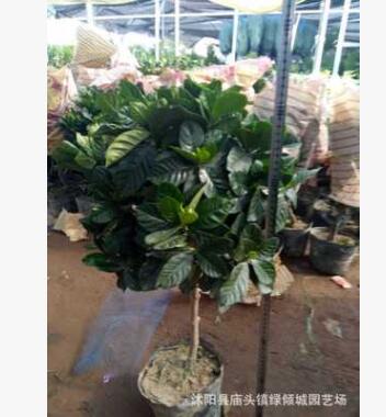 高檔實生獨干梔子花盆栽帶花苞發貨 大葉小葉獨桿牡丹梔子花高桿