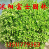 庭院種植 四季常青 園林專用綠化苗木 大葉黃楊球