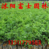 海南黃花梨種子印度小葉紫檀種子-白木香-沉香樹苗沉香種