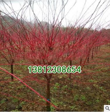 基地批發紅楓樹苗新品種 赤楓綠化工程小苗 中國紅楓 規格齊全