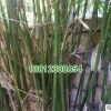 竹子植物盆栽小景觀米竹慈孝竹子苗觀音節節高四季常青室內鳳尾竹