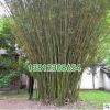 竹子植物盆栽小景觀米竹慈孝竹子苗觀音節(jié)節(jié)高四季常青室內(nèi)鳳尾竹
