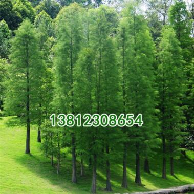 基地綠化工程小苗批發 落羽杉樹 落羽杉小苗 規格齊全 綠化環境