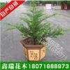 紅豆杉樹(shù)苗盆景植物防輻射室內(nèi)客廳盆栽樹(shù)樁四季常青家庭綠植正宗