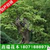 新采成熟三角楓種子 優(yōu)質(zhì)三角楓樹種