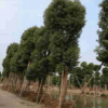香樟樹