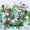 玫瑰花盆栽花卉綠植月季花苗歐月多花薔薇藤本月季四季開花爬藤