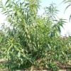 基地出售品種優(yōu)良價(jià)格合理碧桃碧桃 帶土球發(fā)貨紅葉龍柱碧桃
