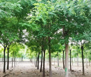 園林綠化樹苗 南方北方種植國槐樹苗 庭院地栽香花槐黃金槐樹苗