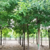 園林綠化樹苗 南方北方種植國槐樹苗 庭院地栽香花槐黃金槐樹苗