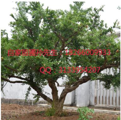批發(fā)石榴樹當年結果石榴大樹軟籽甜石榴綠化苗木景石榴盆景樹樁