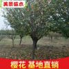 現貨直銷高桿早櫻花櫻花樹苗木 垂枝櫻吉野櫻品種櫻花樹苗批發