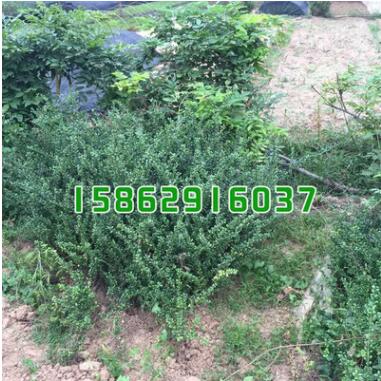 基地批發綠化工程苗木 小葉紫檀苗木 紫檀木樹苗 印度紫檀喬木