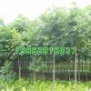 批發工程綠化苗木 馬褂木小苗 鵝掌楸木 風景行道樹 行道用苗