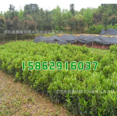 冬青樹苗批發(fā) 法國冬青苗 規(guī)格齊全 綠化工程苗木