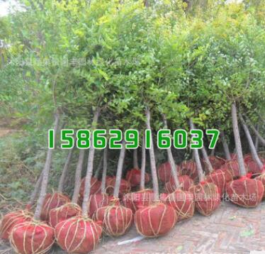 綠化工程小苗批發(fā) 金葉榆樹苗 優(yōu)質(zhì)中華金葉榆小苗 規(guī)格齊全