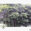 批發行道杜英樹苗 庭院公園庭蔭樹苗 工程綠化防護樹杜英大苗