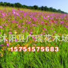 批發(fā)庭院觀花植物種子 野花組合種子 道路庭院景觀組合 地被綠化