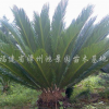 鐵樹