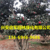 大量供應綠化灌叢苗木茶梅球 茶梅球樹苗 規(guī)格齊全 價格量大優(yōu)惠