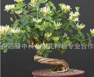 供應(yīng)大量樹形金銀花盆景 四季金銀花盆景 觀賞性金銀花盆景