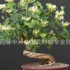供應(yīng)大量樹形金銀花盆景 四季金銀花盆景 觀賞性金銀花盆景