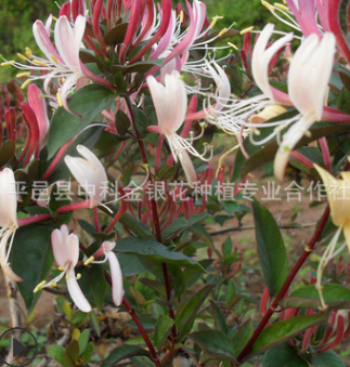 廠家直銷供應(yīng)優(yōu)質(zhì)紅色五彩金銀花盆景 觀賞常綠性四季金銀花盆景