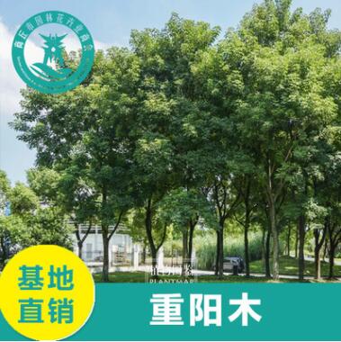 供應各種苗木 基地直銷 優質 重陽木