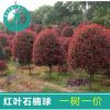 紅葉石楠樹苗四季常青庭院花園苗紅羅賓紅葉石楠籬笆苗綠化工程