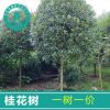 桂花大樹盆栽花卉庭院綠植金桂四季丹桂桂花樹苗