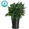 萬(wàn)年青 花客來(lái)盆栽 室內(nèi)客廳大型盆景植物 綠植花卉