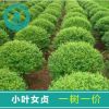 小葉女貞造型樹 園林綠化工程綠植批發(fā)