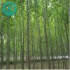 法桐苗.法國(guó)梧桐 供應(yīng)速生法桐 工程綠化法國(guó)梧桐