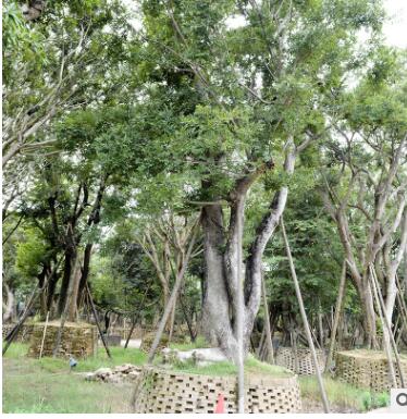 多桿全冠樸樹 供應(yīng)各種工程綠化 產(chǎn)地直銷大量批發(fā)優(yōu)質(zhì)樸樹