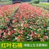 紅葉石楠球 基地直銷 庭院綠籬綠化工程樹木各種規(guī)格紅葉石楠批發(fā)