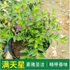 基地供應(yīng)綠化苗木滿天星 滿天星袋苗 常年供應(yīng)地被滿天星