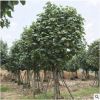 黃槿綠植苗木 行道園林綠化景觀工程供應(yīng)基地直銷