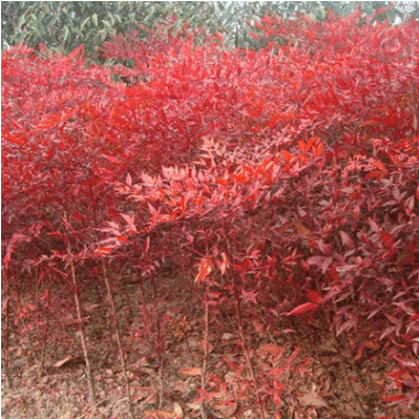 批發(fā)南天竹播籽小苗 湖南苗圃直供 園林綠化工程南天竹苗木 貨源