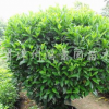 非洲茉莉球