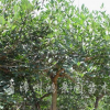 雞冠刺桐