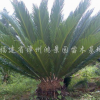 鐵樹