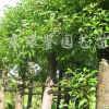 香樟