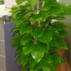 軒都 大綠蘿盆栽 室內 大型盆栽植物 辦公室盆栽花卉 大綠植盆栽