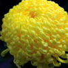 特價批發黃菊花種子 草花種子 發芽率高 貨源足 量大優惠