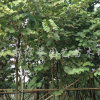 宮粉紫荊