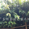 大葉紫薇