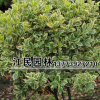 供應花卉苗木 金邊黃楊球 品種齊全 綠化苗木 苗圃發貨