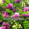 批發供應優質香花槐苗 香花槐樹苗價格優惠 易成活 量大從優