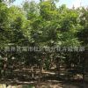 美國紅楓樹苗批發(fā)工程綠化苗木 庭院彩葉植物 精品盆栽中國紅楓苗